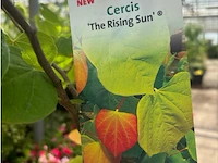Cercis - afbeelding 2 van  2