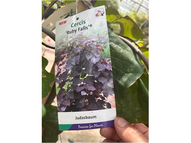 Cercis - afbeelding 2 van  2