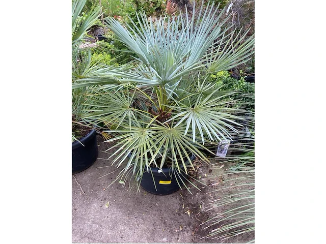 Chamaerops humilis cerifera - afbeelding 1 van  1