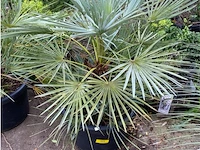 Chamaerops humilis cerifera - afbeelding 1 van  1