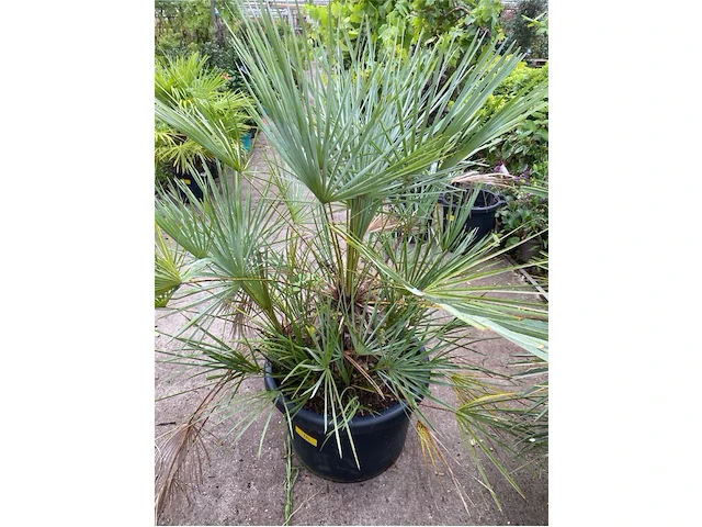 Chamaerops humilis cerifera - afbeelding 1 van  1