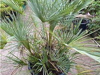 Chamaerops humilis cerifera - afbeelding 1 van  1