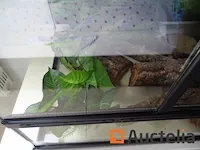 Compleet vivarium op een meubilair inbegrepen - afbeelding 2 van  21