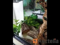 Compleet vivarium op een meubilair inbegrepen - afbeelding 5 van  21