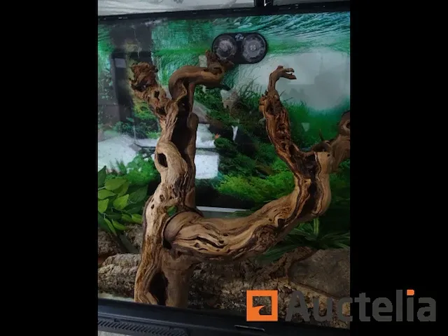 Compleet vivarium op een meubilair inbegrepen - afbeelding 6 van  21