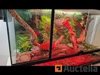 Compleet vivarium op een meubilair inbegrepen - afbeelding 1 van  21
