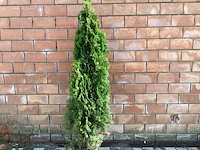 Coniferen - thuya (x15) - afbeelding 1 van  2