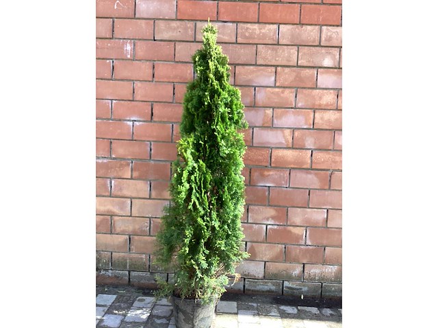 Coniferen - thuya (x15) - afbeelding 2 van  2