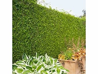 Coniferen artovirens (ca. 80-100cm) haag (50x) - afbeelding 1 van  3