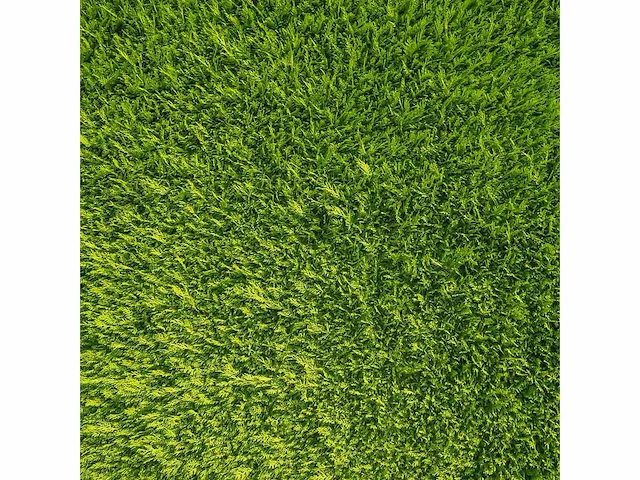 Coniferen artovirens (ca. 80-100cm) haag (50x) - afbeelding 2 van  3