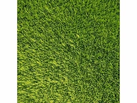 Coniferen artovirens (ca. 80-100cm) haag (50x) - afbeelding 2 van  3