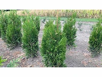 Coniferen artovirens (ca. 80-100cm) haag (50x) - afbeelding 3 van  3