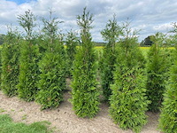 Coniferen martin (ca. 180-200cm) - haag (10x) - afbeelding 2 van  3