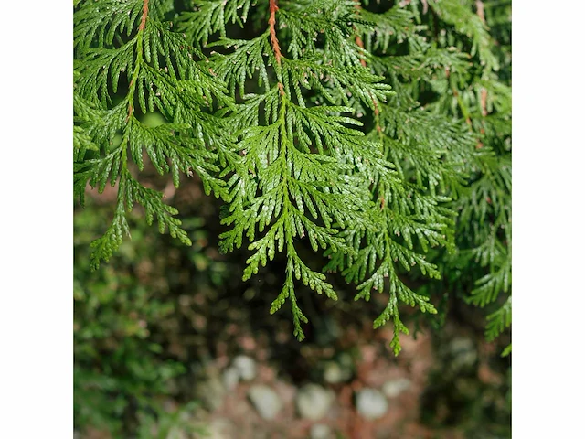 Coniferen martin (ca. 180-200cm) haag (25x) - afbeelding 3 van  3