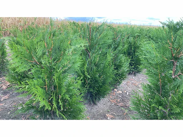 Coniferen martin (ca. 80-100cm) haag (50x) - afbeelding 2 van  3