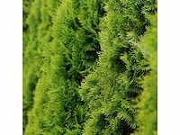 Coniferen smaragd (ca. 180-200cm) haag (25x) - afbeelding 1 van  3
