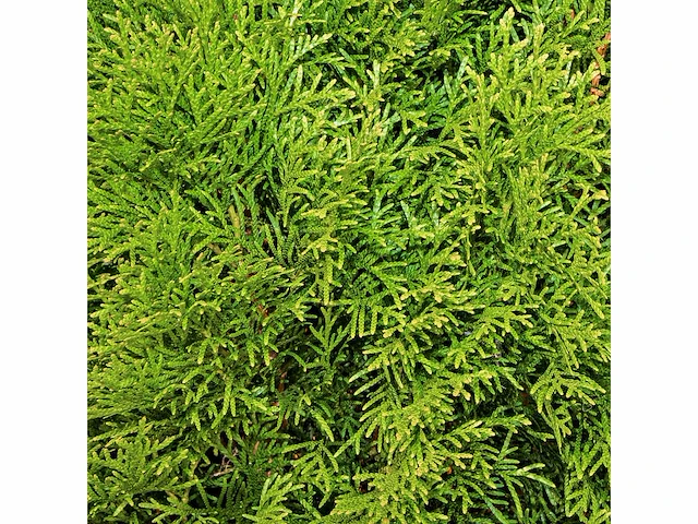 Coniferen smaragd (ca. 180-200cm) haag (25x) - afbeelding 2 van  3