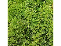 Coniferen smaragd (ca. 180-200cm) haag (25x) - afbeelding 2 van  3