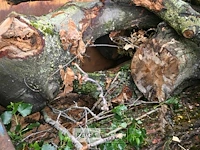 Container hout - afbeelding 2 van  4