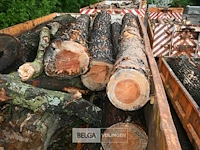Container hout - afbeelding 4 van  4