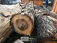 Container hout - afbeelding 4 van  5