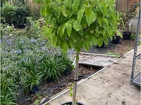 Cornus florid/rubra - afbeelding 1 van  1