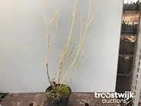 Cornus geel - afbeelding 1 van  2
