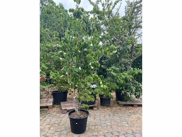 Cornus kousa planten met pot - afbeelding 1 van  2