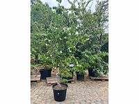 Cornus kousa planten met pot - afbeelding 1 van  2