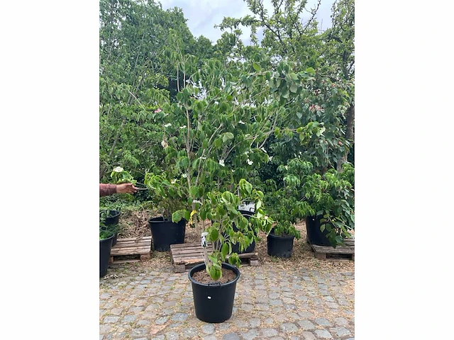 Cornus kousa planten met pot - afbeelding 2 van  2