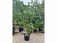 Cornus kousa planten met pot - afbeelding 2 van  2