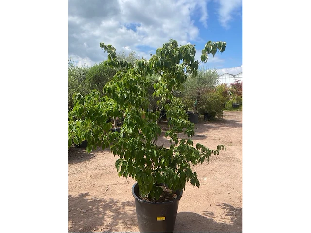 Cornus kowka - afbeelding 1 van  2