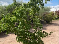 Cornus kowka - afbeelding 1 van  2