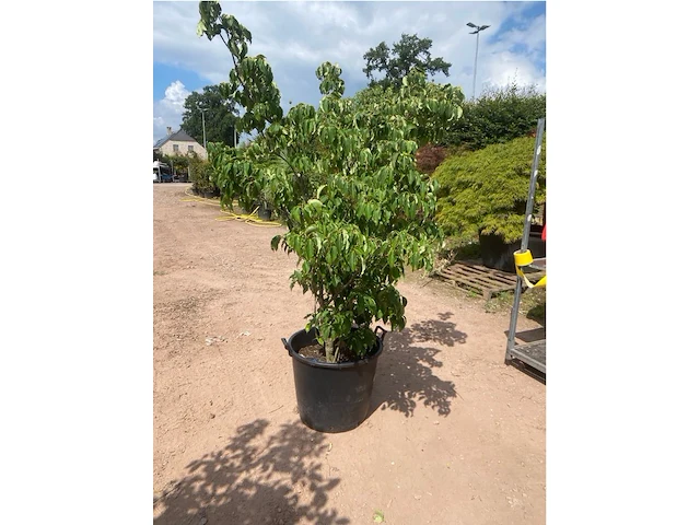 Cornus kowka - afbeelding 2 van  2