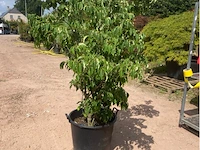 Cornus kowka - afbeelding 2 van  2