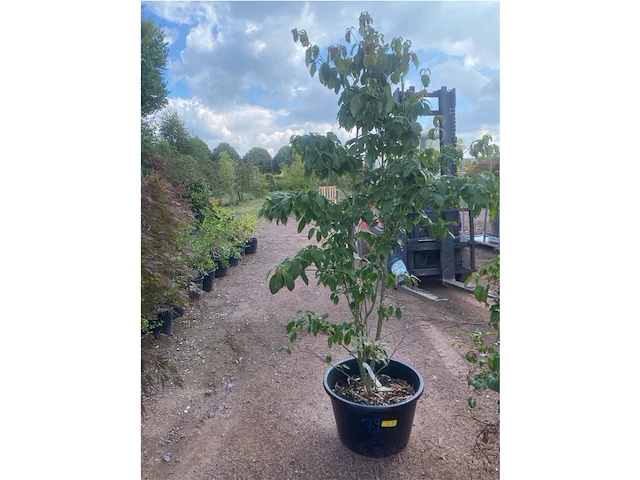 Cornus kowka - afbeelding 1 van  2