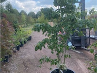 Cornus kowka - afbeelding 1 van  2