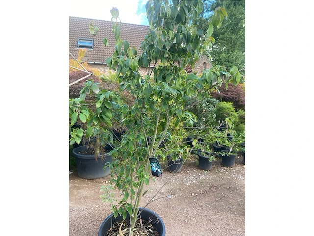 Cornus kowka - afbeelding 2 van  2