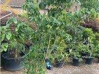 Cornus kowka - afbeelding 2 van  2