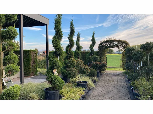 Cupressocyparis leylandii 'castlewellan gold' (gele leylandii conifeer) sierboom (1x) - afbeelding 1 van  1