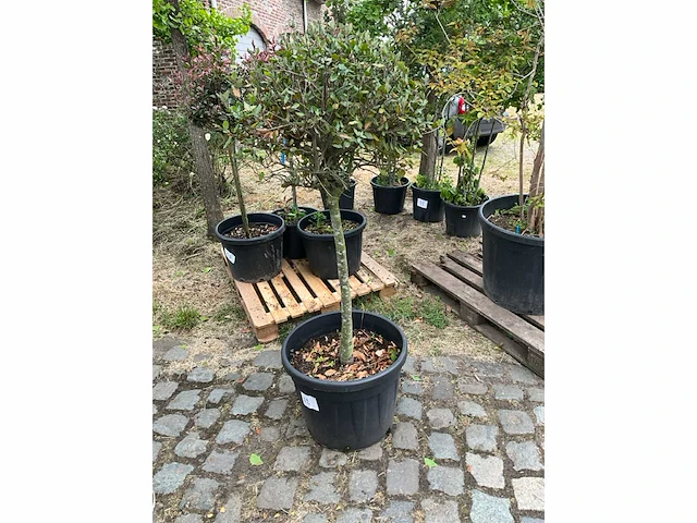Cwerkus ilex bol planten met pot - afbeelding 1 van  1