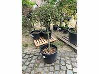 Cwerkus ilex bol planten met pot - afbeelding 1 van  1