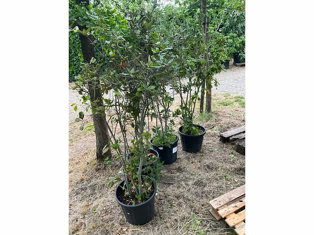Cwerkus ilex planten met pot (4x) - afbeelding 1 van  3