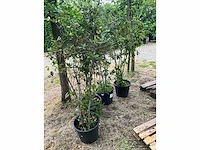 Cwerkus ilex planten met pot (4x) - afbeelding 1 van  3