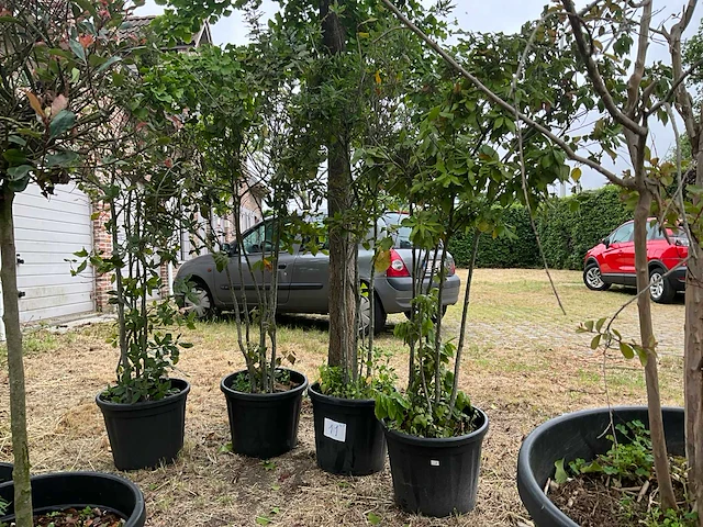 Cwerkus ilex planten met pot (4x) - afbeelding 2 van  3