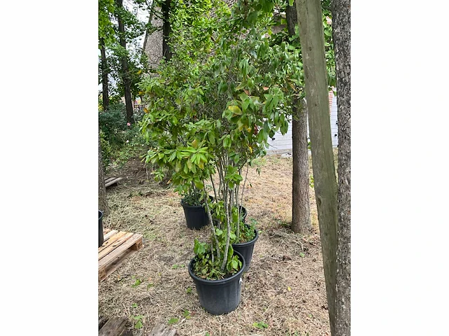 Cwerkus ilex planten met pot (4x) - afbeelding 3 van  3