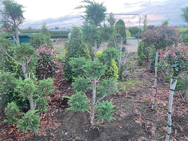 Cypress bonsai 180cm (met kluit) haag - afbeelding 1 van  1