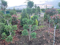 Cypress bonsai 180cm (met kluit) haag - afbeelding 1 van  1