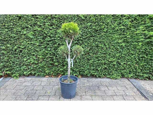 Cypress bonsai sierboom (2x) - afbeelding 1 van  1