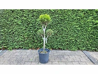 Cypress bonsai sierboom (2x) - afbeelding 1 van  1